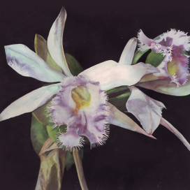 "Орхидея" фото -реализм