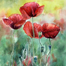 Иллюстрация Маки акварель