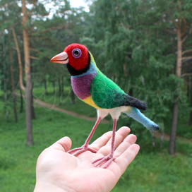 Новая  амадиночка