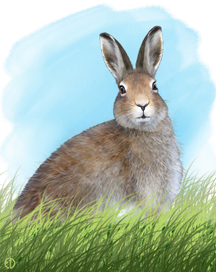 Иллюстрация для книги Брема «Жизнь животных» «Заяц»