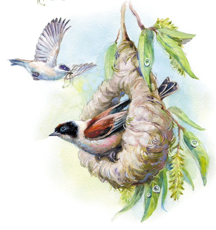  Ремез-синичка