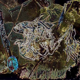 Форма жизни