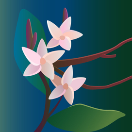 тропические цветы