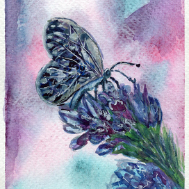 Синяя бабочка