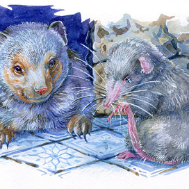 "Рикки-Тикки-Тави" Чучундра