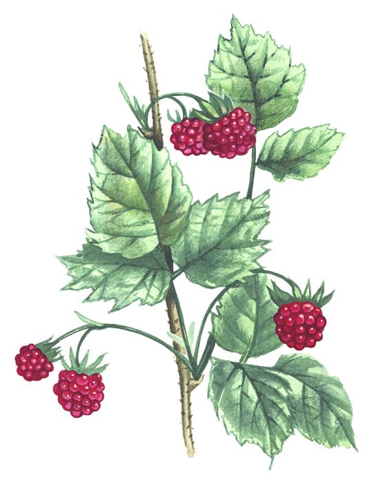 Энциклопедия для девочек