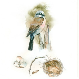 Иллюстрация птицы