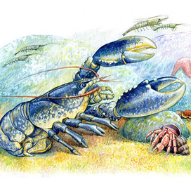 Наши членистоногие друзья