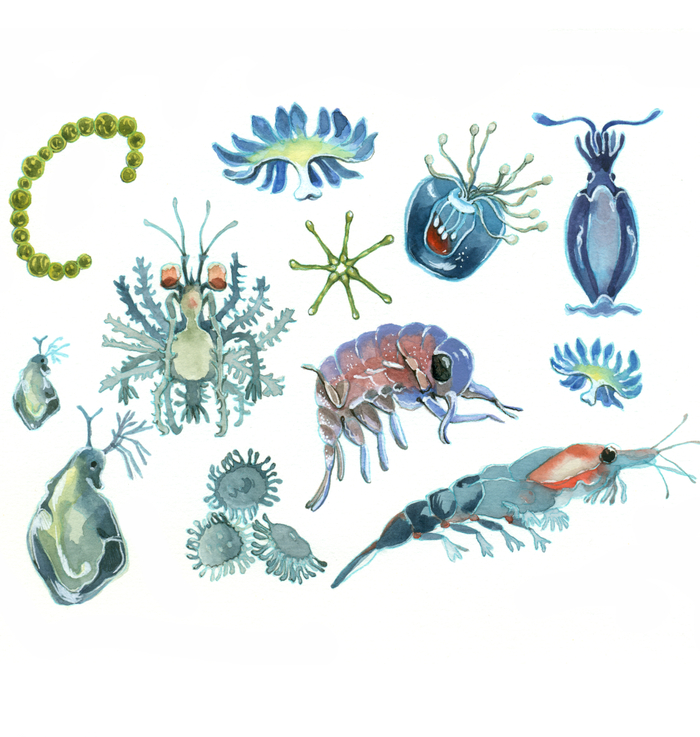 plankton