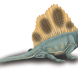 диметродон