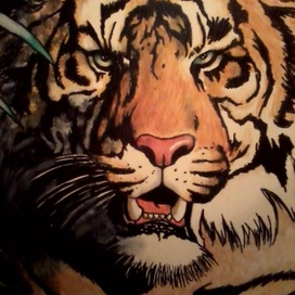 тигр 