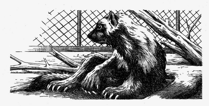 Возвращение росомахи. Илл.17