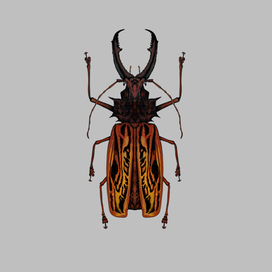 Insects -Macrodontia cervicornis