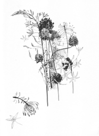 полевые цветочки