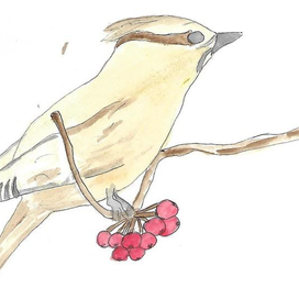 Свиристель