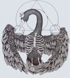 Черный лебедь 