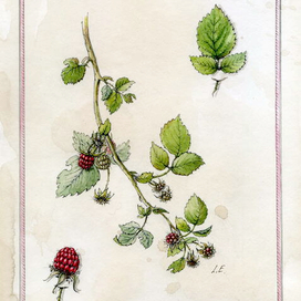 "Rubus idaeus"