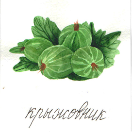 крыжовник 
