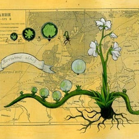 Borririus albus - пузырник белый