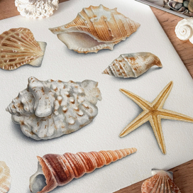 Иллюстрации ракушек акварелью для текстиля