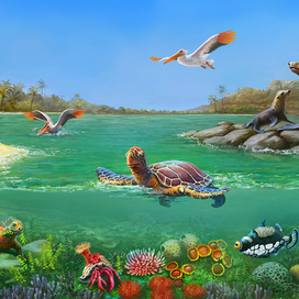 Мелководье