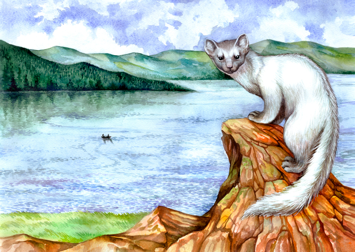 Белая куница