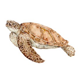 Морская черепаха (Бисса)