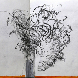 Папоротник