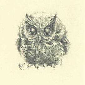 Маленькая сова