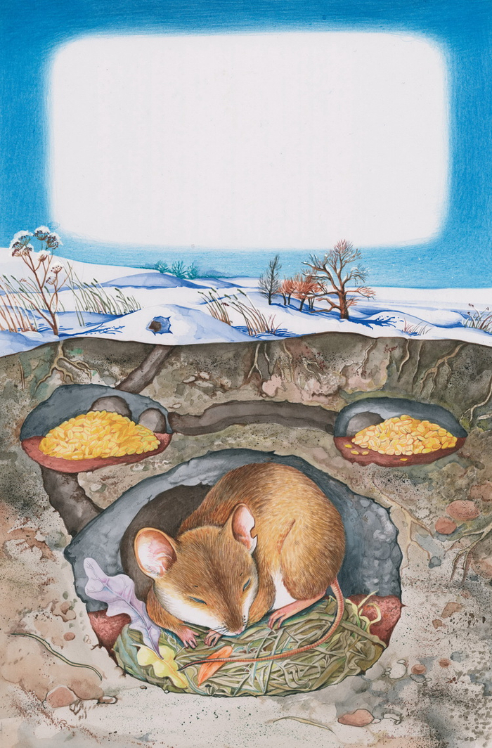 "Зимний сон" к книге "Мышонок Пик"