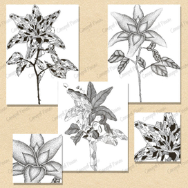 Графическая трансформация цветов 