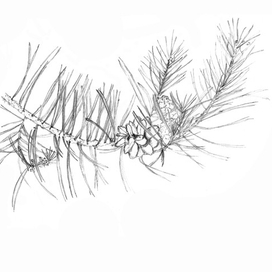 Ветка сосны