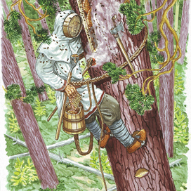 Сбор ягод. Бортничество.