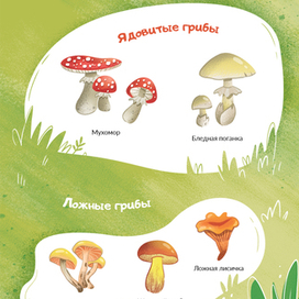 Грибы