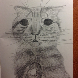 The cat (sketch) 