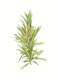 Rosemary / Розмарин