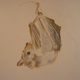 Летучая мышь 