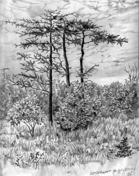 Пихты на сопке