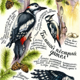 Большой пестрый дятел