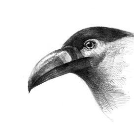 Горный Тукан, Андигена