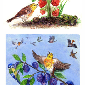 Сказка про птиц