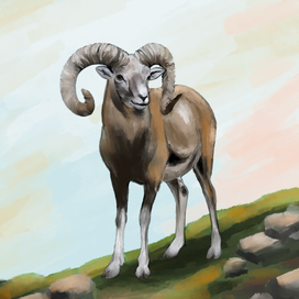 Баран на склоне