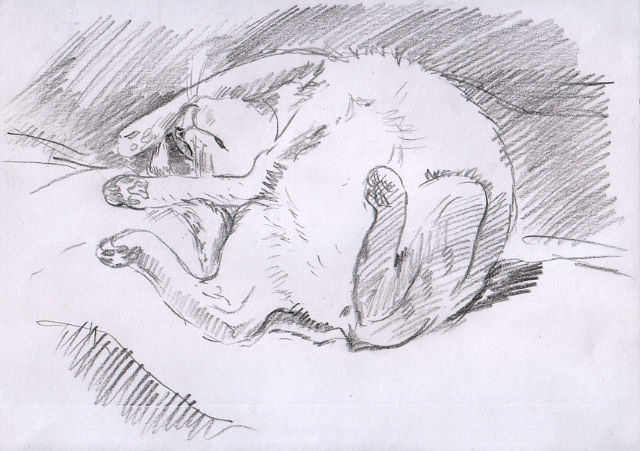 Котаус спит