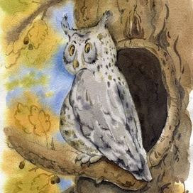 Сова Соня