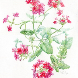 Вербена ампельная