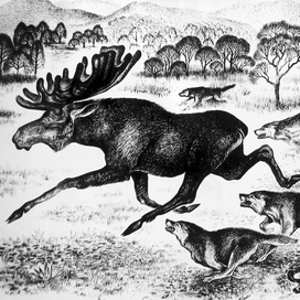 Широколобый лось уходит от волков. Иллюстрация из книги.