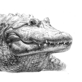 Крокодил - графика карандаш