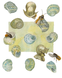 чужая броня