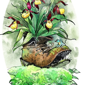 Венерин башмачок