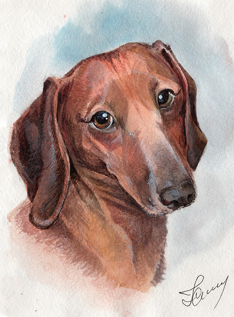 Рыжая такса